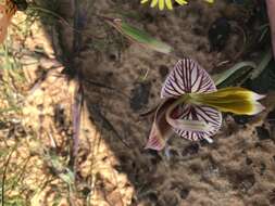 Gladiolus watermeyeri L. Bolus resmi