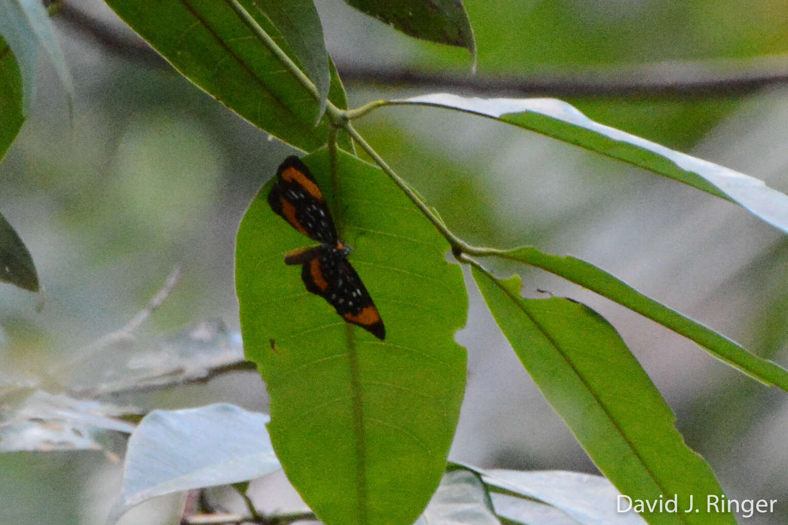 Image of Stalachtis euterpe (Linnaeus 1758)