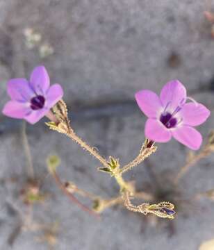 Image of greater yellowthroat gilia