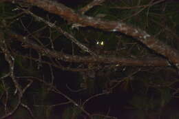 Image of Indian Giant Flying Squirrel