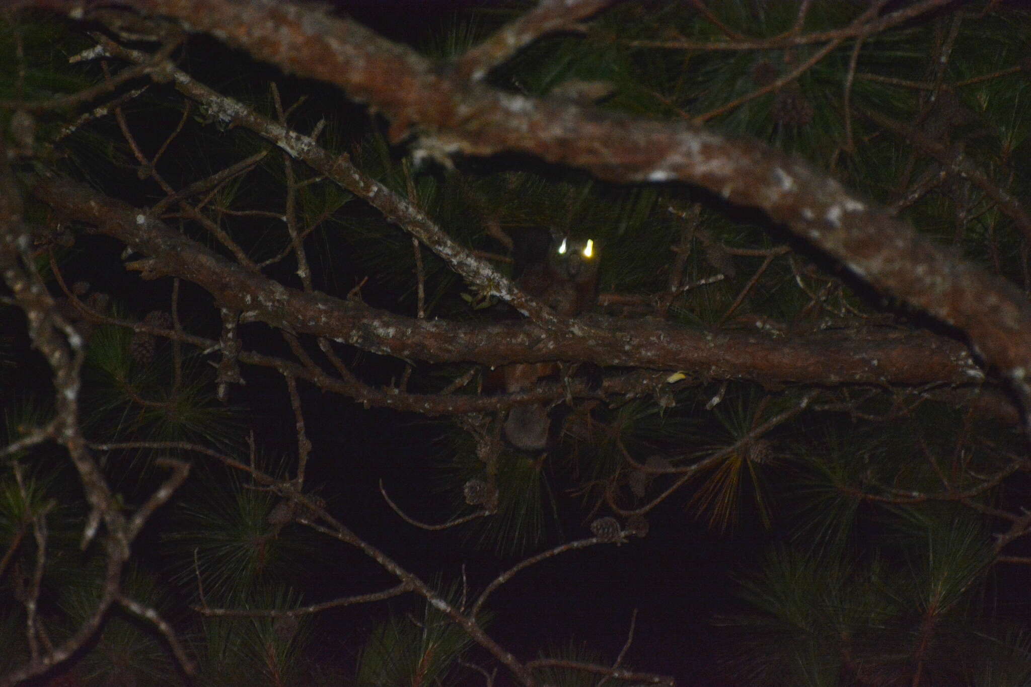 Image of Indian Giant Flying Squirrel