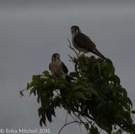 Image of Falco sparverius caribaearum Gmelin & JF 1788