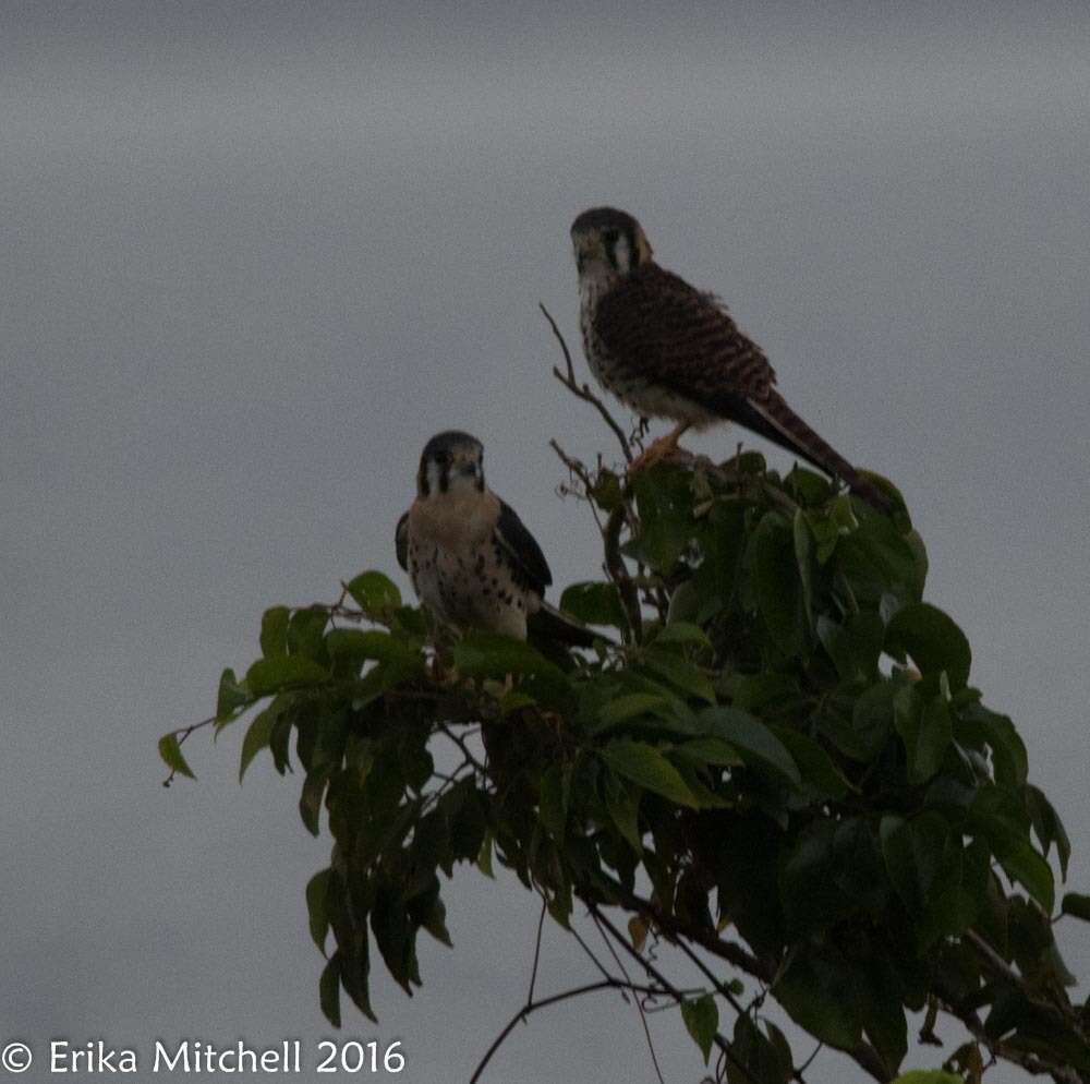 Image of Falco sparverius caribaearum Gmelin & JF 1788