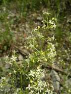 Image of Galium lucidum subsp. corrudifolium (Vill.) Bonnier