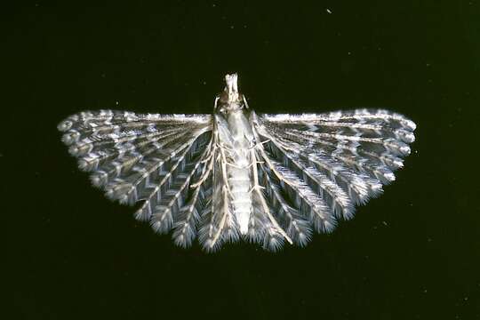 Image of Montana Six-plume Moth