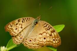 Image of Grey Pansy Butterfly