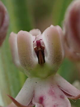 Слика од Asclepias crassinervis N. E. Br.