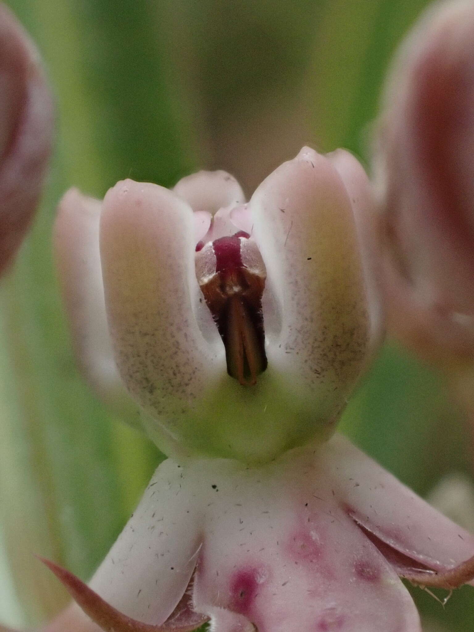 Image of Asclepias crassinervis N. E. Br.