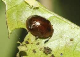 Sivun Plagiodera (Plagioschema) thymaloides Stål 1860 kuva