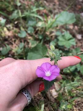 Image of Convolvulus coelesyriacus Boiss.