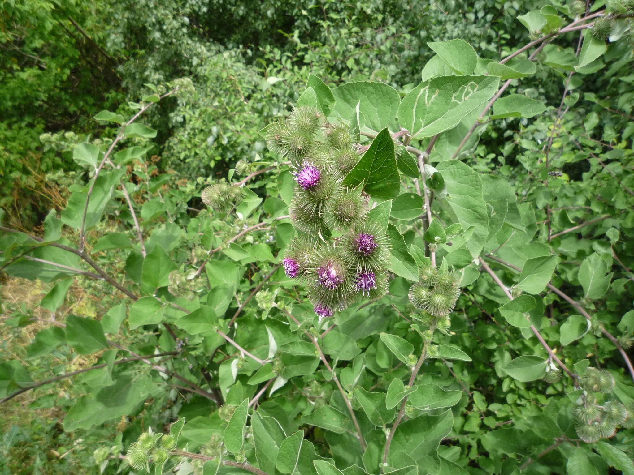 Image of Arctium ambiguum (Celak.) Nym.