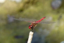 Image of Vermilion saddlebags