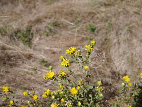 Image of subalpine gumweed