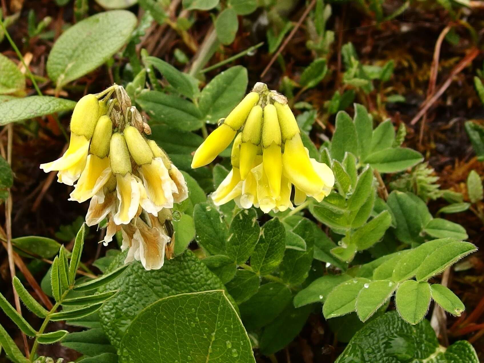 Image of tundra milkvetch