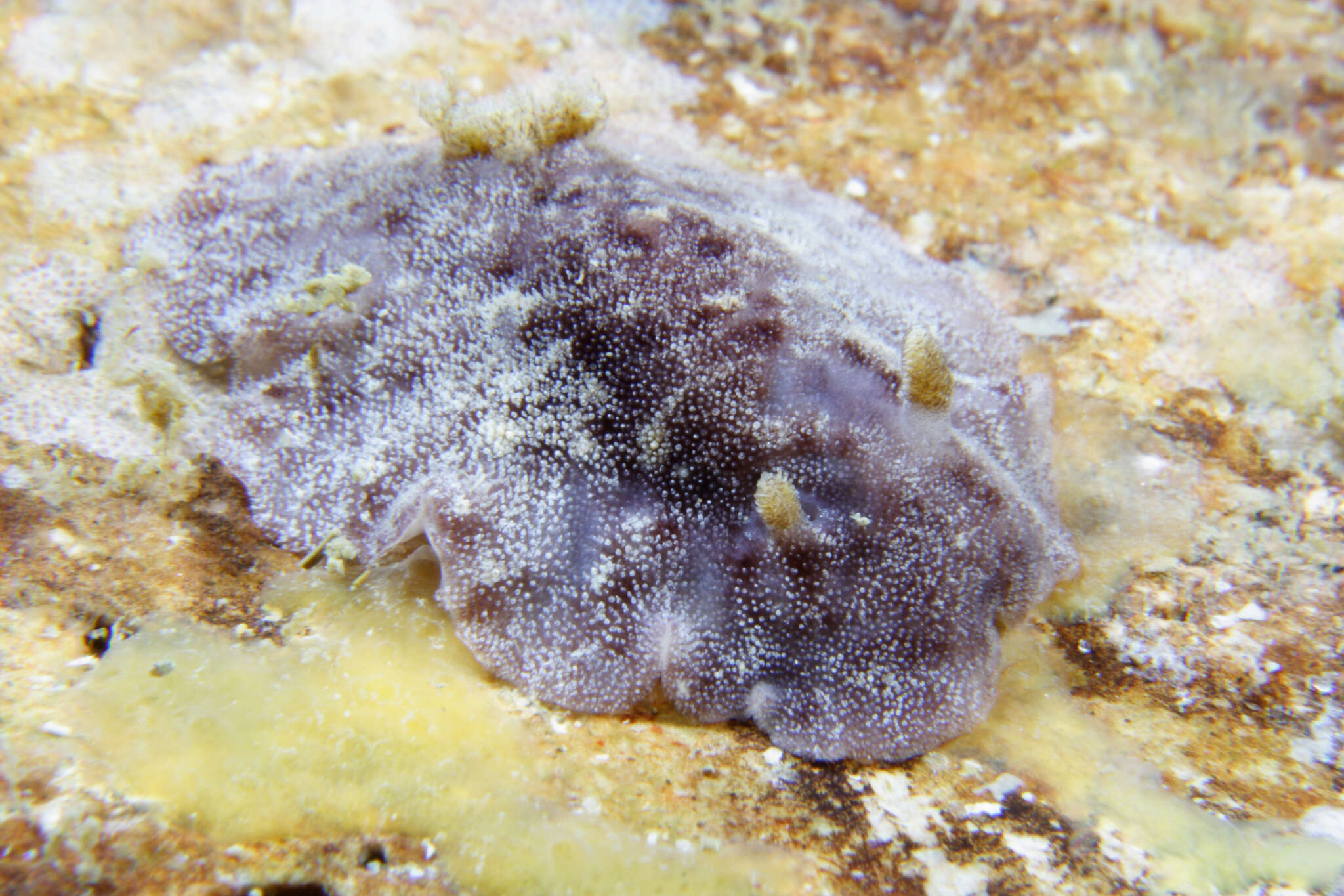 Слика од Aporodoris millegrana (Alder & Hancock 1854)