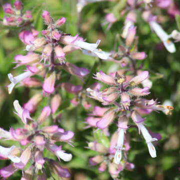 Image of Syncolostemon pretoriae (Gürke) D. F. Otieno