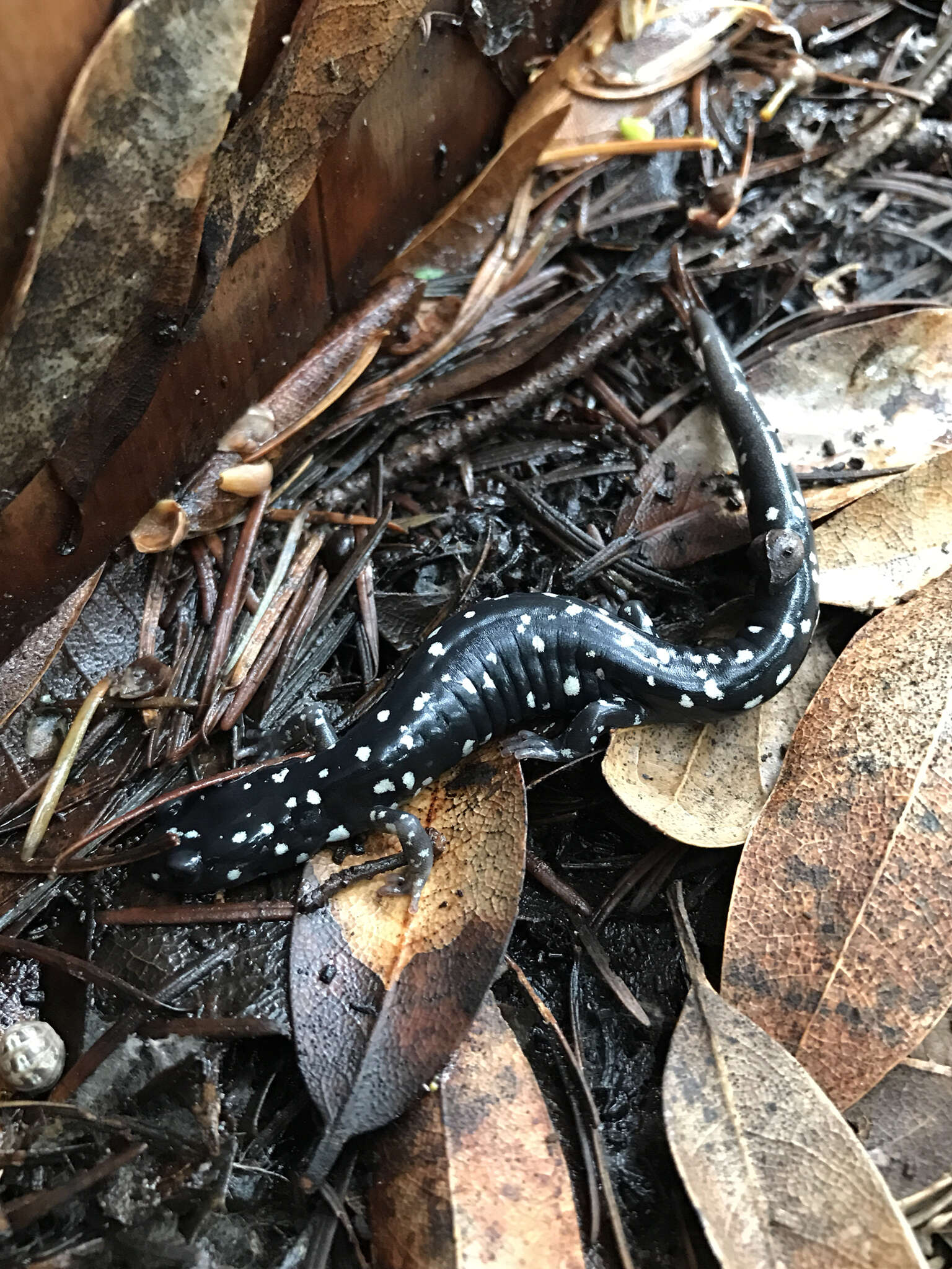 Image of Black Salamander