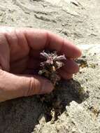 Image of desert broomrape