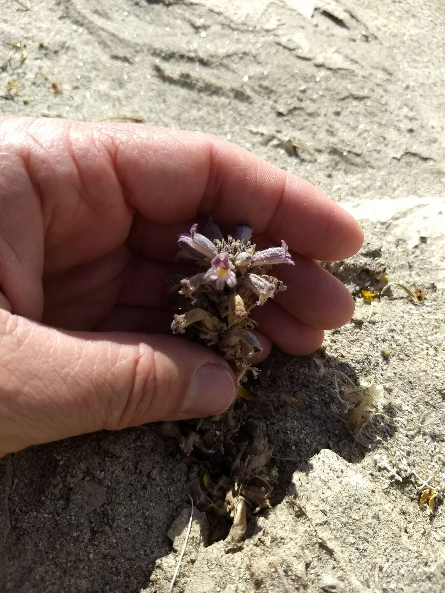 Image of desert broomrape