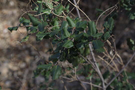 Imagem de Endotropis crocea (Nutt.) Hauenschild