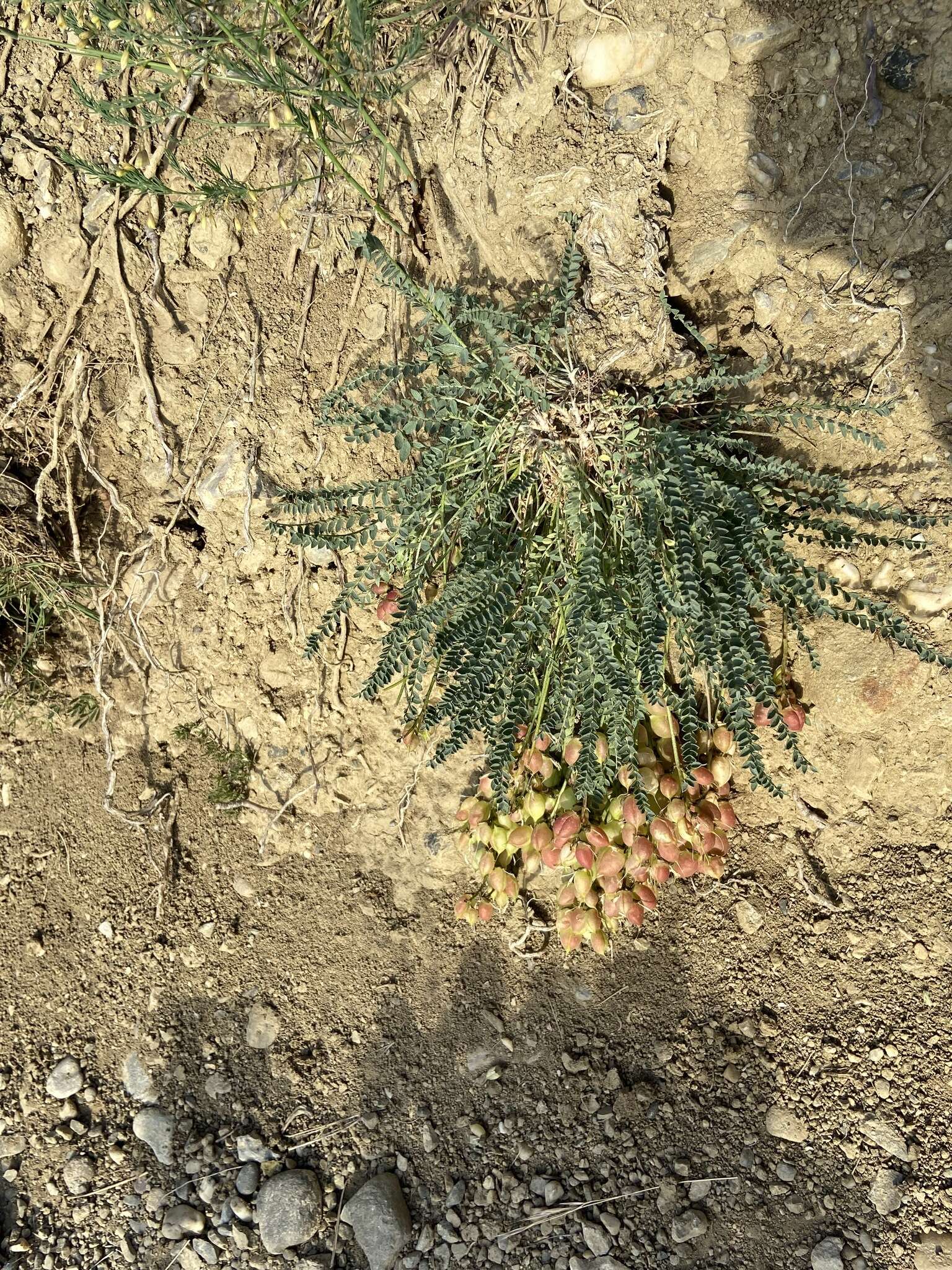 Imagem de Astragalus physodes subsp. physodes