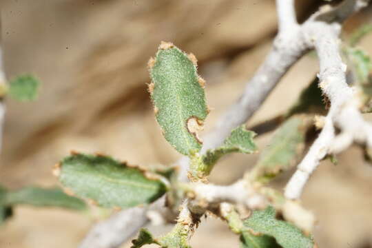 Image of desert myrtlecroton