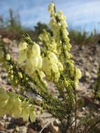 Imagem de Erica filipendula subsp. filipendula