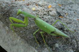 Image of Giant Asian Mantis