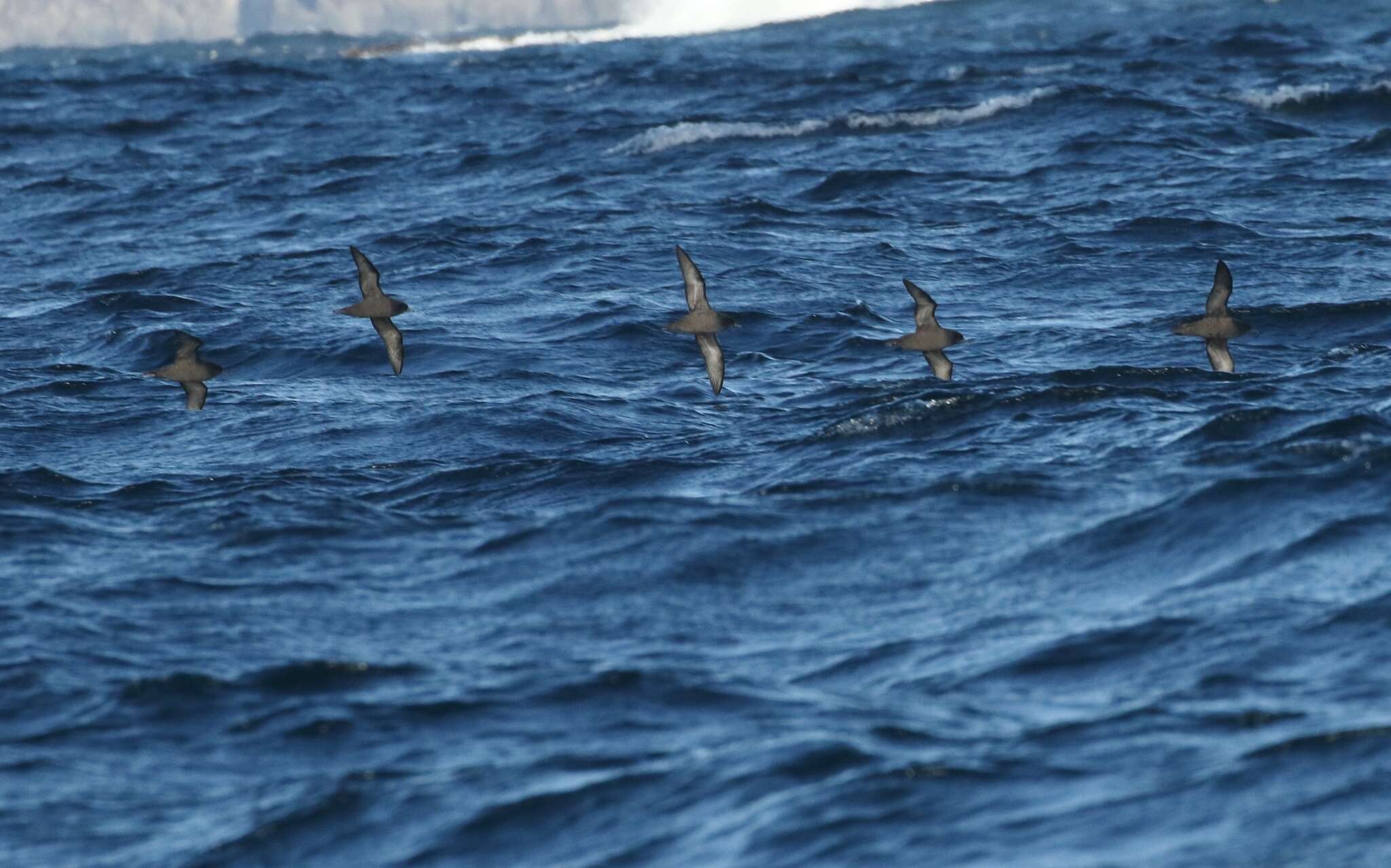 Image of Short-tailed Shearwater