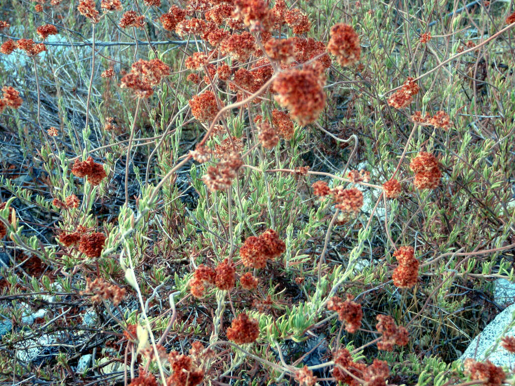 Image of California Buckwheat