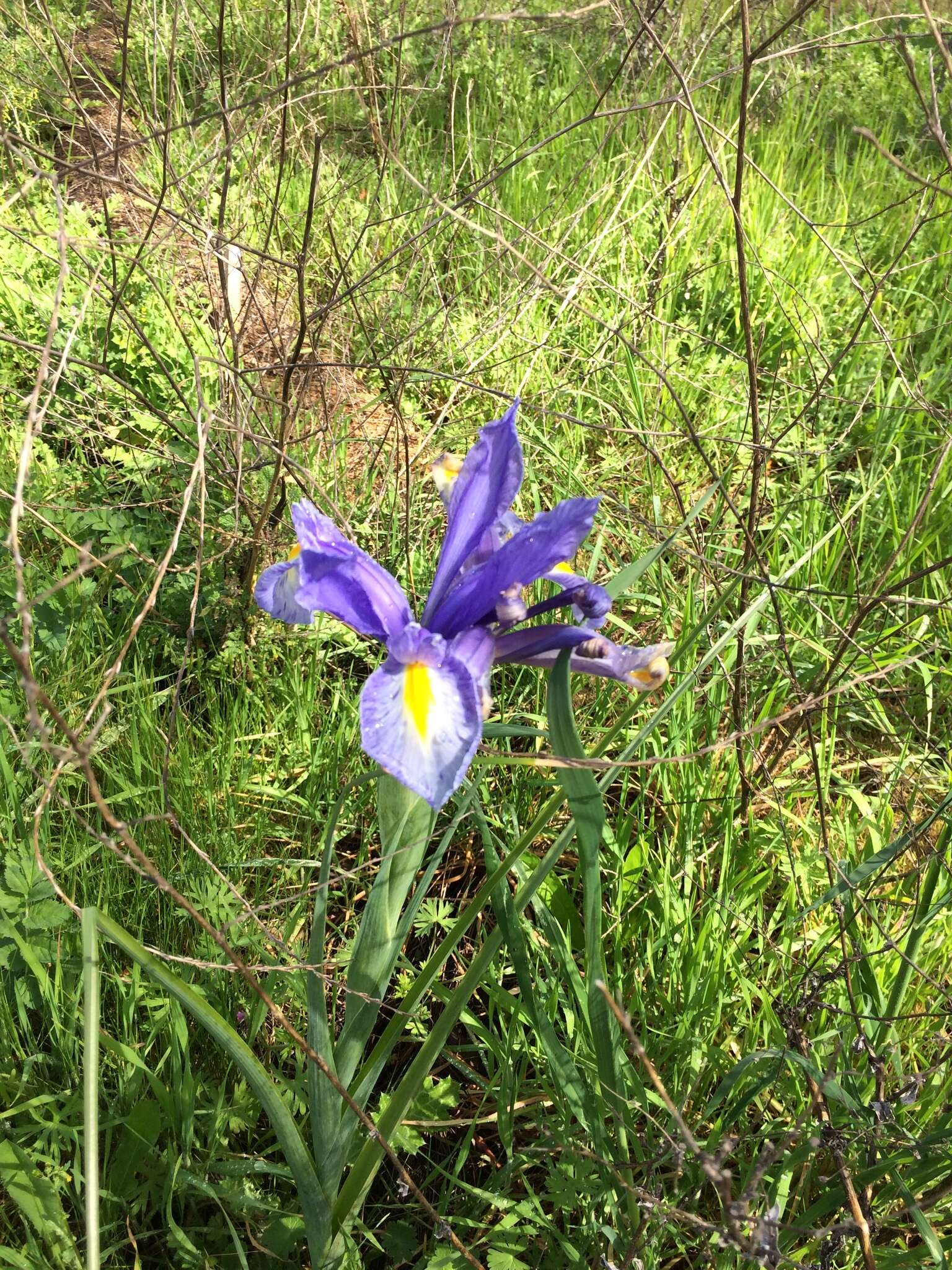 Image of Iris hollandica H. R. Wehrh.