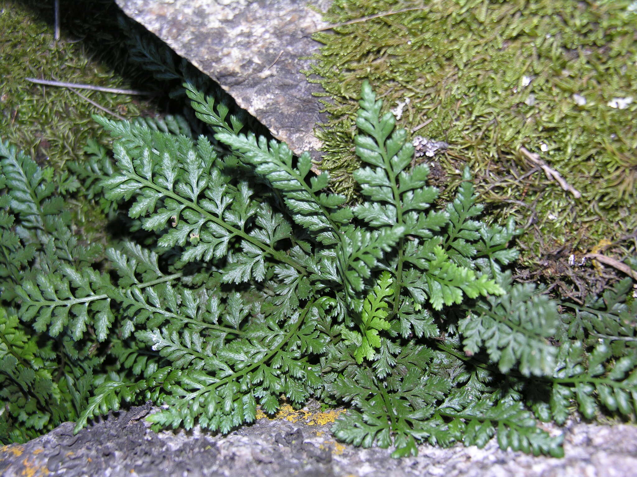 Image of Asplenium altajense (Komar.) Grubov