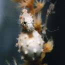 Image of Satomi's Pygmy Seahorse