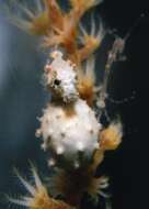 Image of Satomi's Pygmy Seahorse