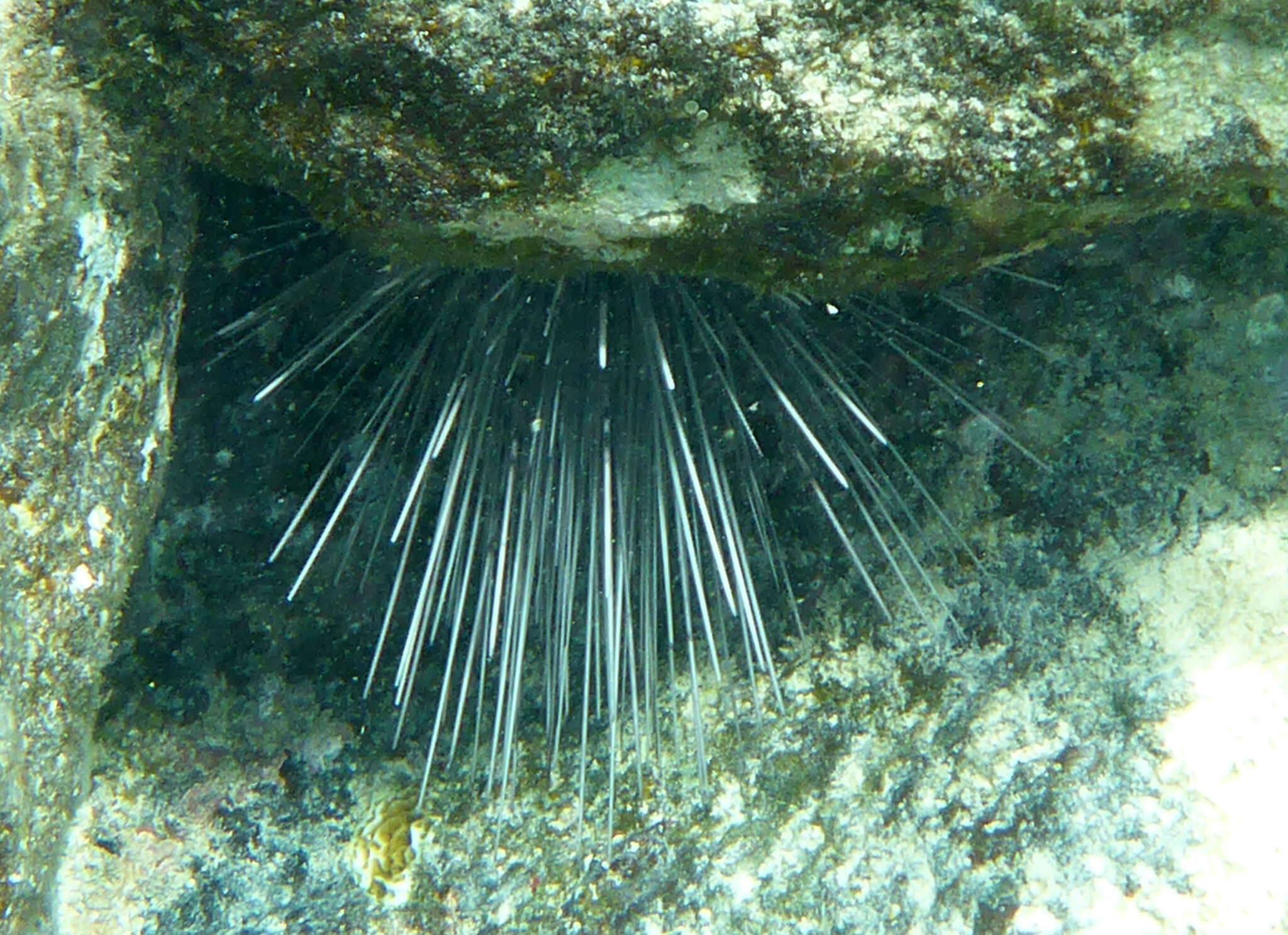 Image of spiny urchin