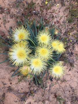 Imagem de Conicosia elongata (Haw.) Schwant.