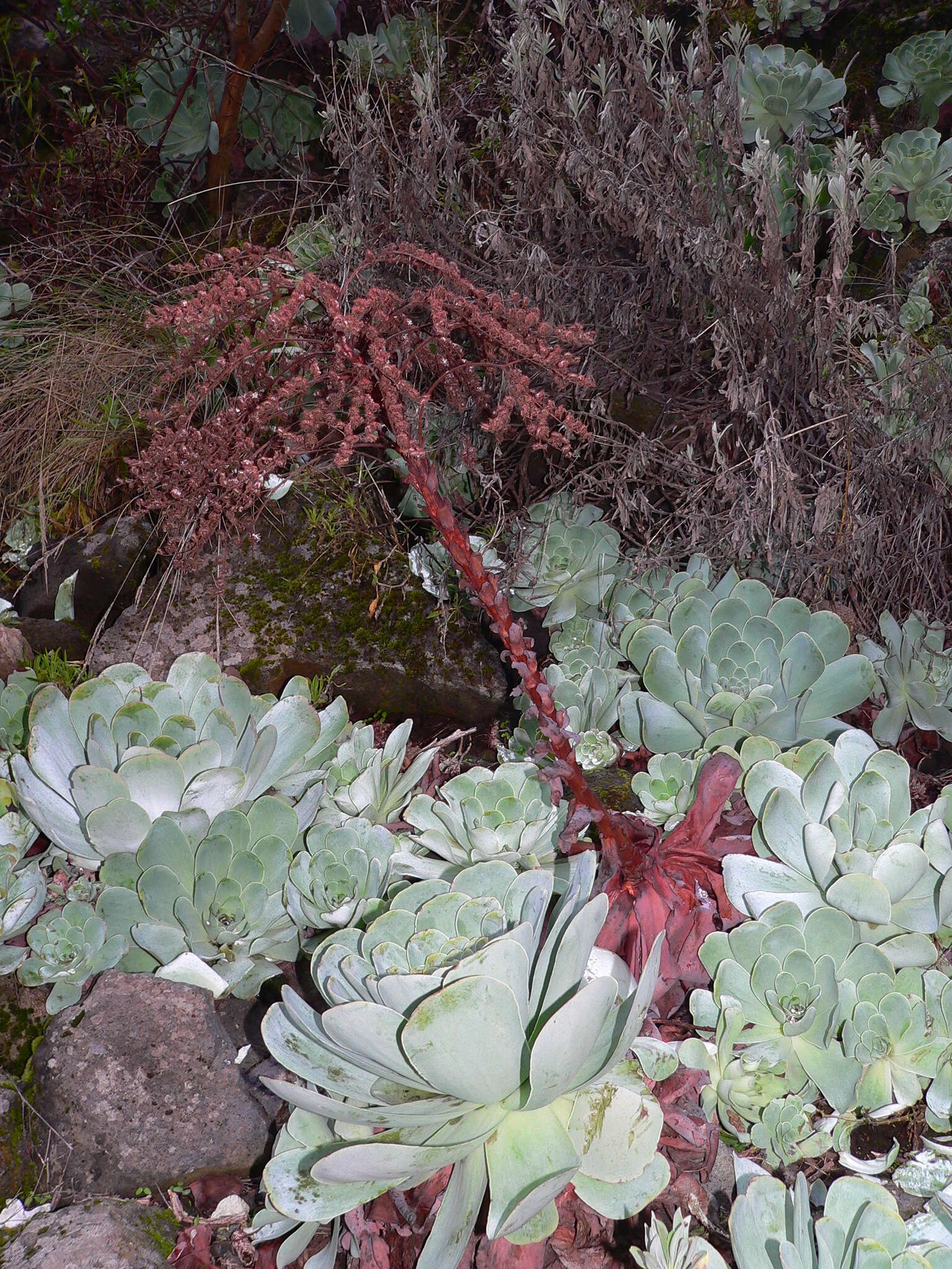 Image of Aeonium aureum (C. Sm. ex Hornem.) T. H. M. Mes