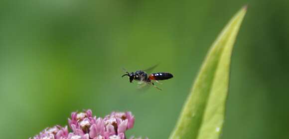 Imagem de Hylaeus nelumbonis (Robertson 1890)