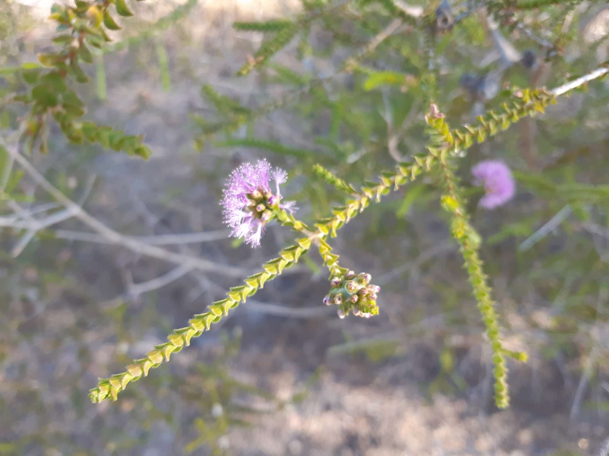 Image de Melaleuca crossota Craven & R. D. Edwards