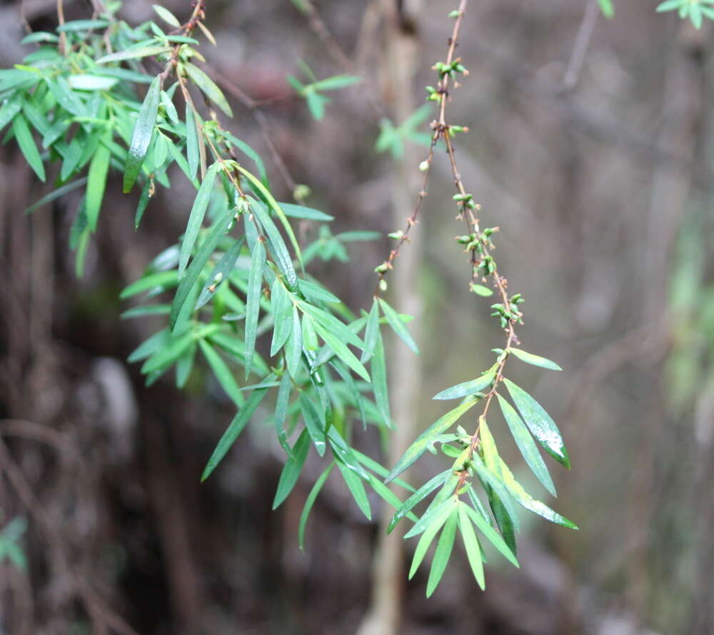 Image of Pimelea axiflora F. Müll.