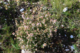 Image of Agathosma foetidissima (Bartl. & Wendl.) Steud.