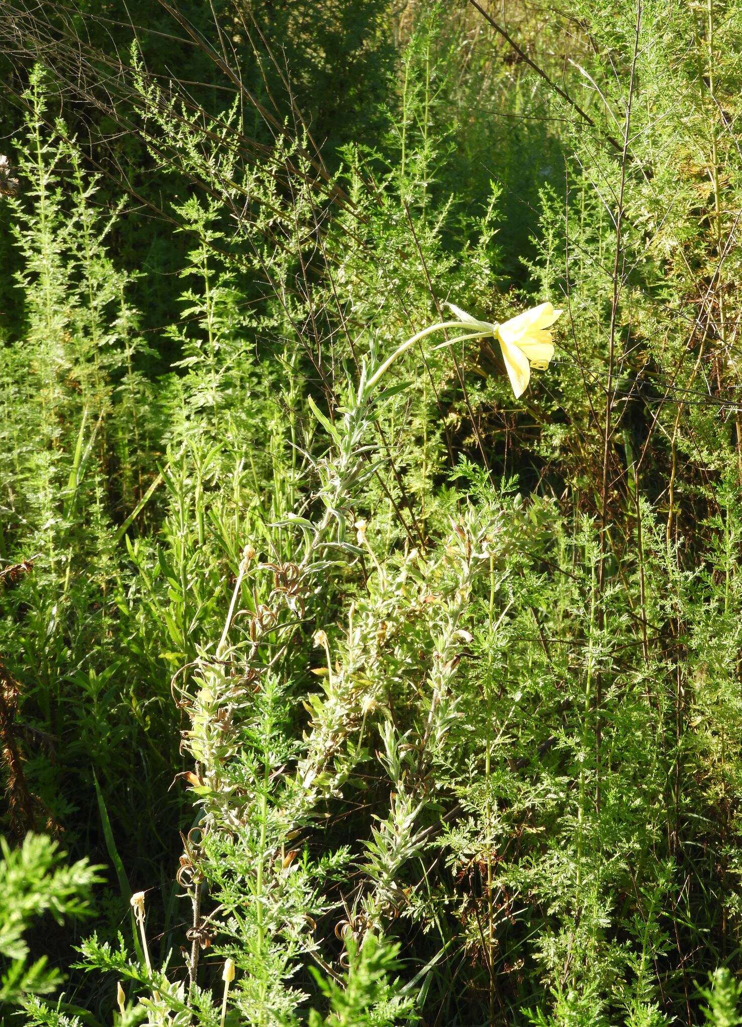 Oenothera affinis Camb. resmi