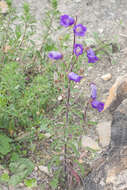 Image of Canterbury Bells