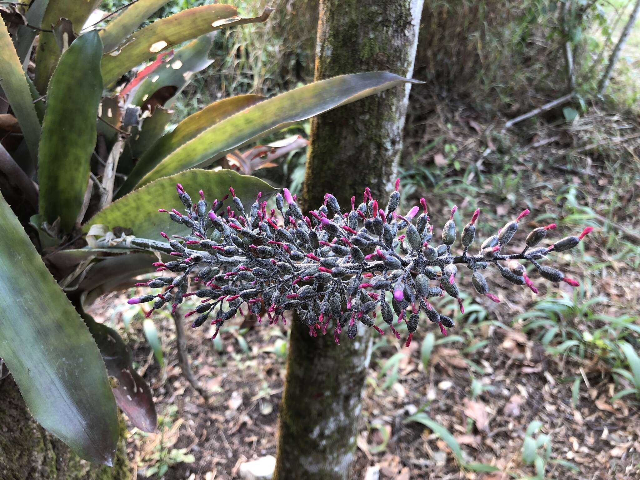 Sivun Aechmea mexicana Baker kuva