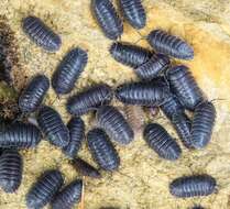 Image of Armadillidium pallasii Brandt 1833