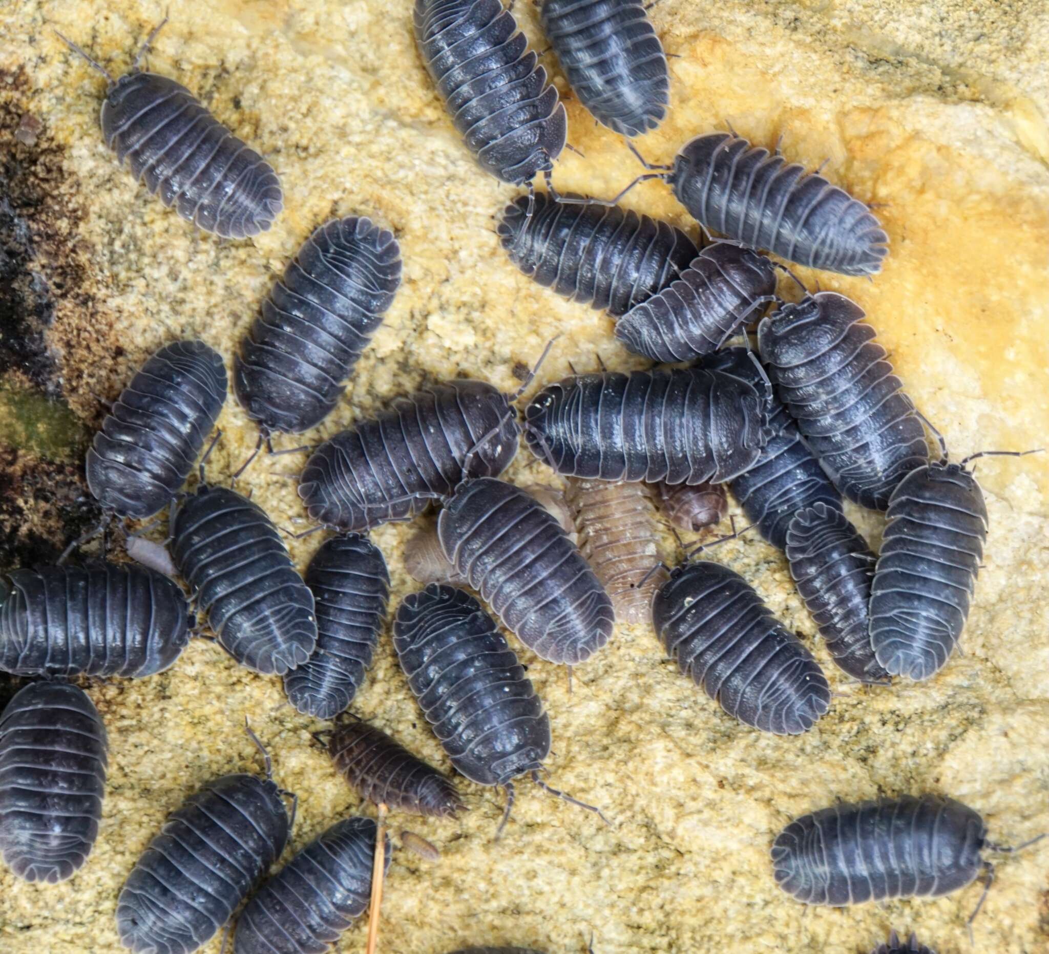 Image of Armadillidium pallasii Brandt 1833