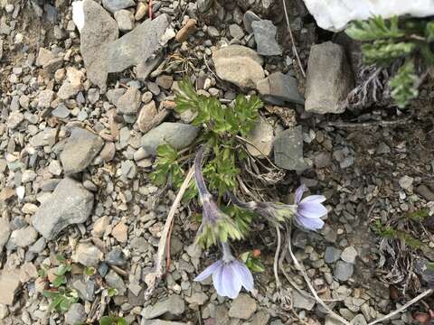 Image of Little Belt Mountain thimbleweed