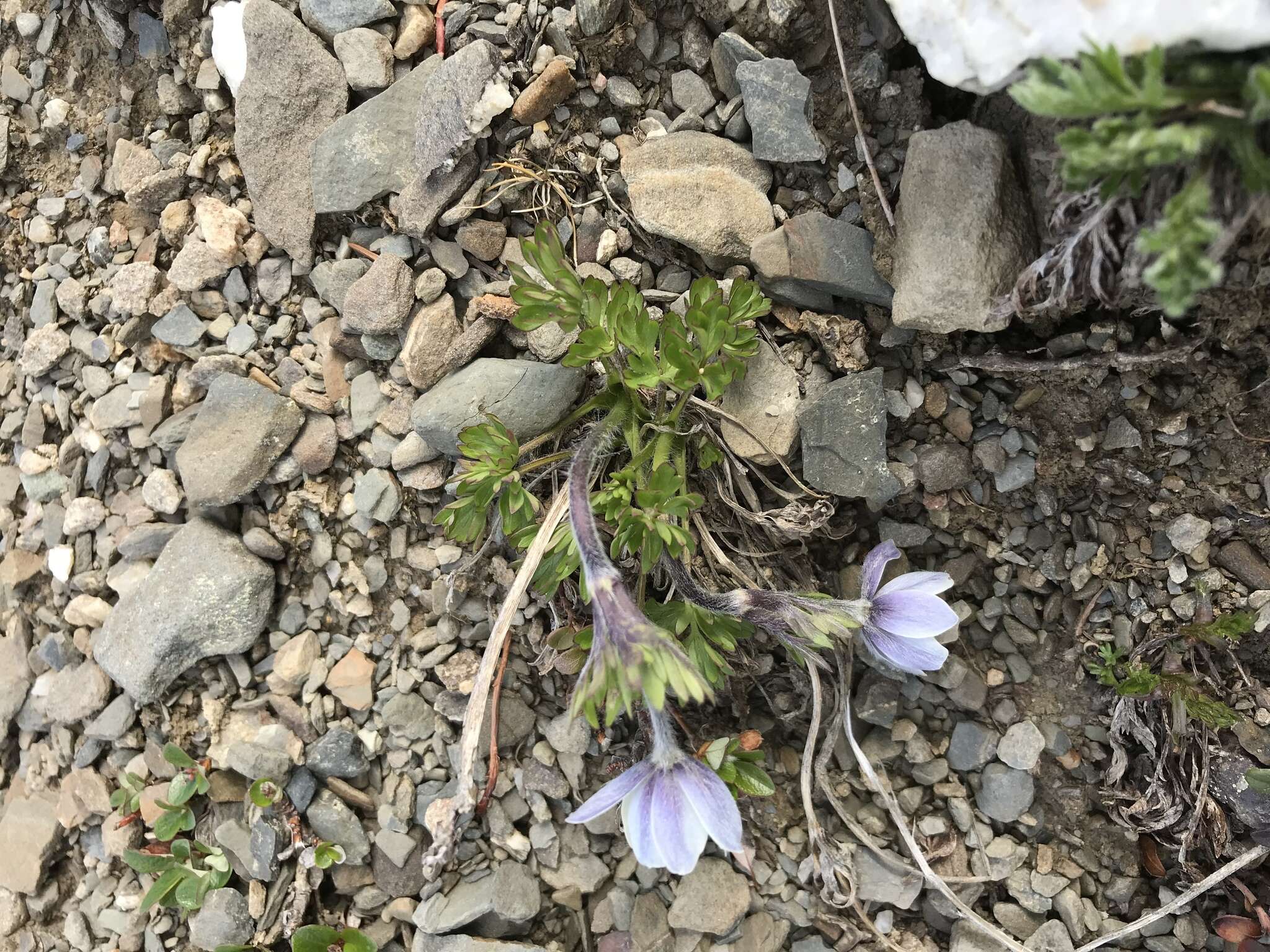 Imagem de Anemone lithophila Rydb.