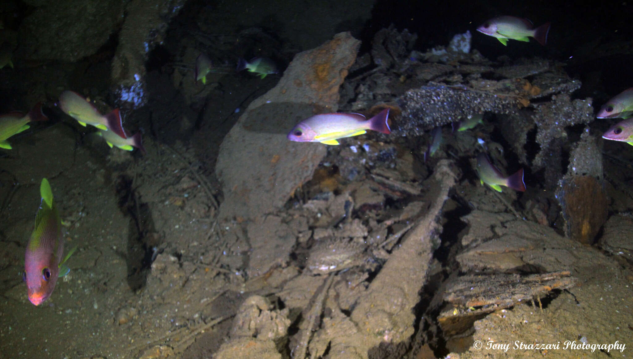 Image of Blacktail snapper