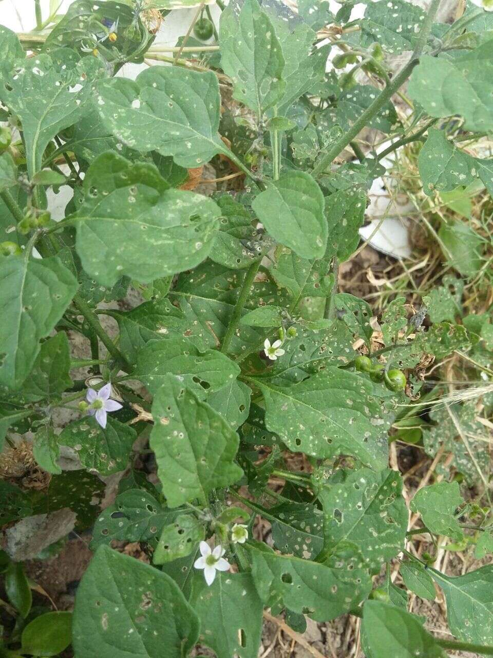 Plancia ëd Solanum nigrescens Mart. & Gal.